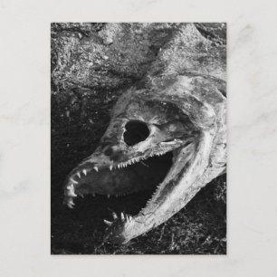 Rotte Fischkopfknochen Postkarte