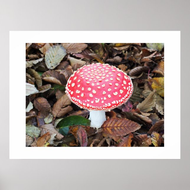 Rottoadstol, Amanita muscaria Poster (Vorne)