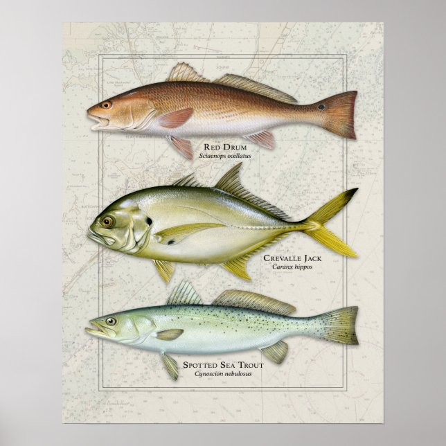 Rottrommel, Crevalle Jack, Meerforelle Trio Poster (Vorne)