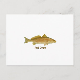 Rottrommel (mit dem Titel) Postkarte