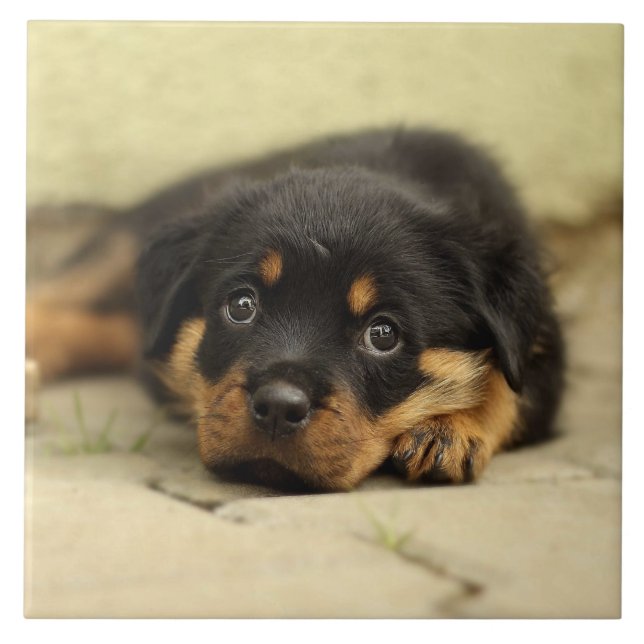 Rottweiler20150901 Fliese (Vorderseite)
