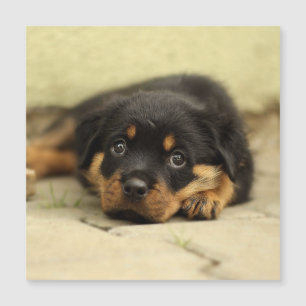 Rottweiler20150901 Magnetkarte