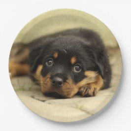 Rottweiler20150901 Pappteller