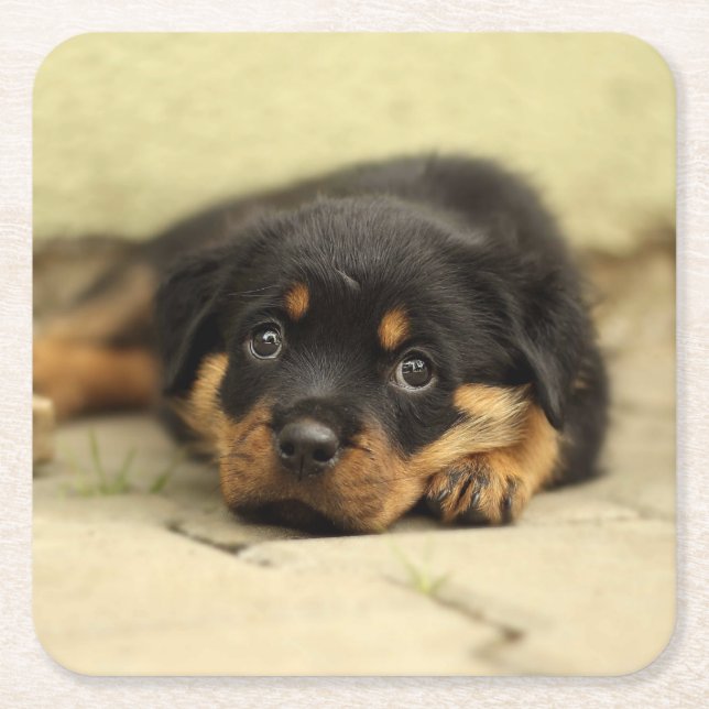 Rottweiler20150901 Rechteckiger Pappuntersetzer (Vorderseite)