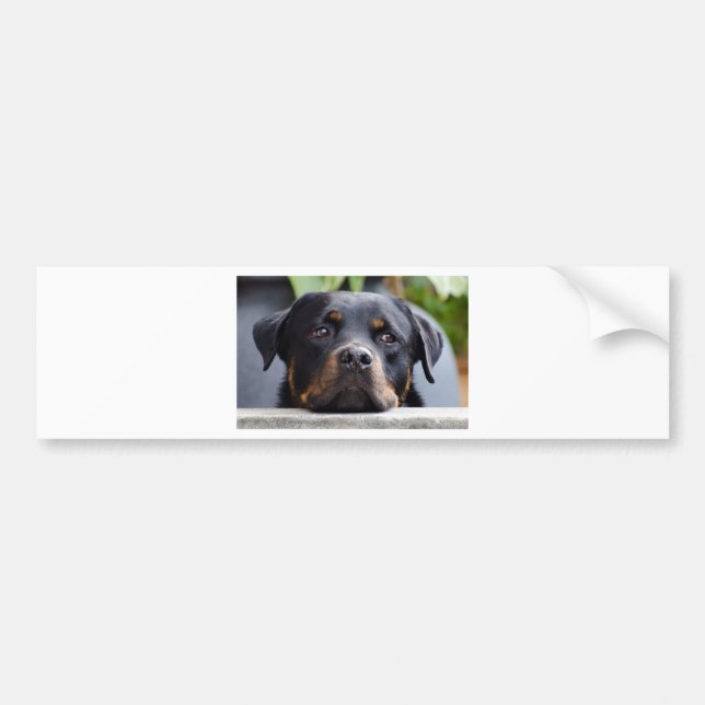 rottweiler 2.png autoaufkleber (Vorne)