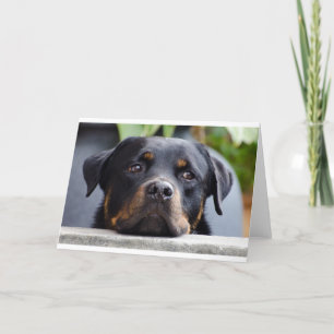 rottweiler 2.png karte