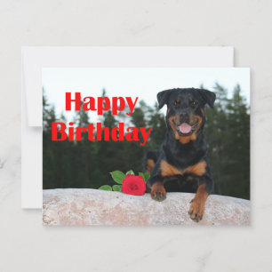 Rottweiler Alles Gute zum Geburtstag Postkarte