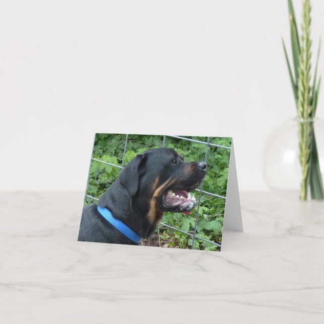 Rottweiler "Apollo" Gruß-Karte Karte (Vorderseite)