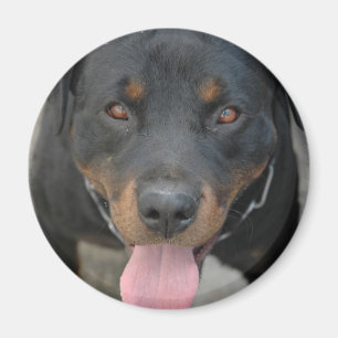 Rottweiler Bild-runder Magnet