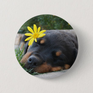 Rottweiler Button