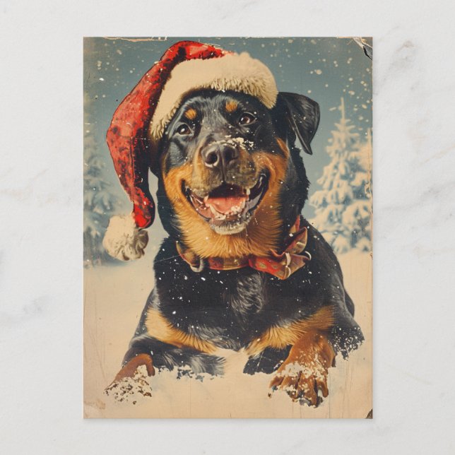 Rottweiler Christmas Postkarte (Vorderseite)