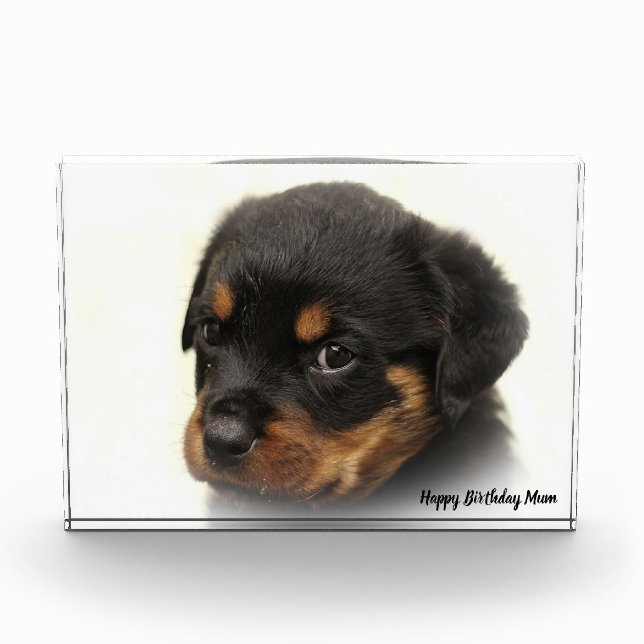 Rottweiler Dog Fotoblock (Vorderseite)