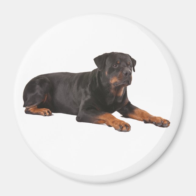 ROTTWEILER DOG KÜHLSCHRANKMAGNET MAGNET (Vorne)