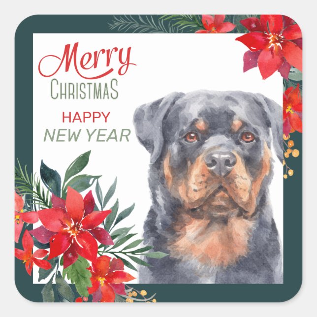 Rottweiler Dog Poinsettia - Grenze Weihnachten Quadratischer Aufkleber (Vorderseite)