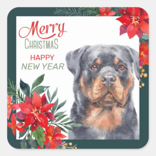 Rottweiler Dog Poinsettia - Grenze Weihnachten Quadratischer Aufkleber