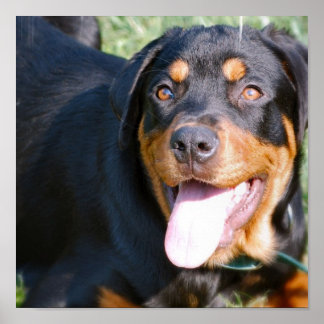Rottweiler Dog Print Poster