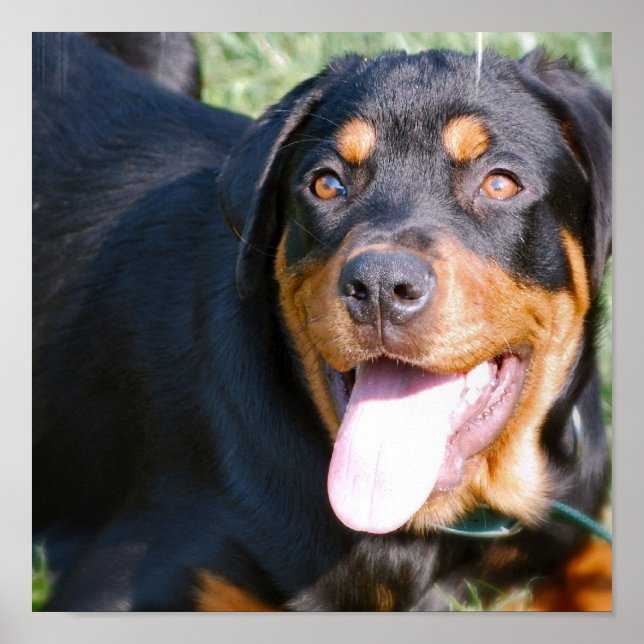 Rottweiler Dog Print Poster (Vorne)