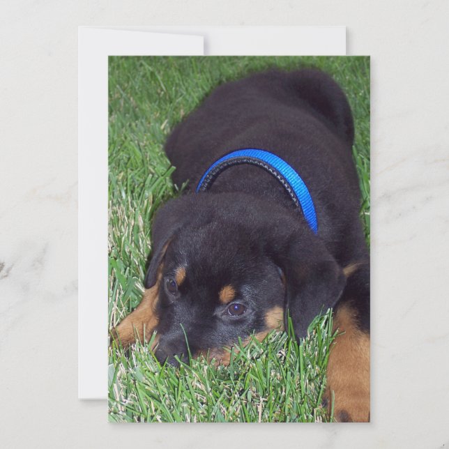 Rottweiler Einladung (Vorderseite)