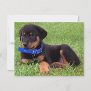 Rottweiler Einladung