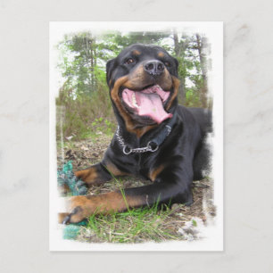 Rottweiler Foto Postkarte