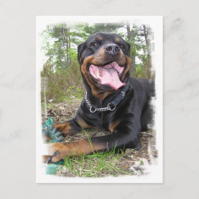Rottweiler Foto Postkarte (Vorderseite)