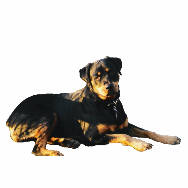 Rottweiler Foto-Skulptur-Magnet Fotoskulptur Magnet (Vorne)