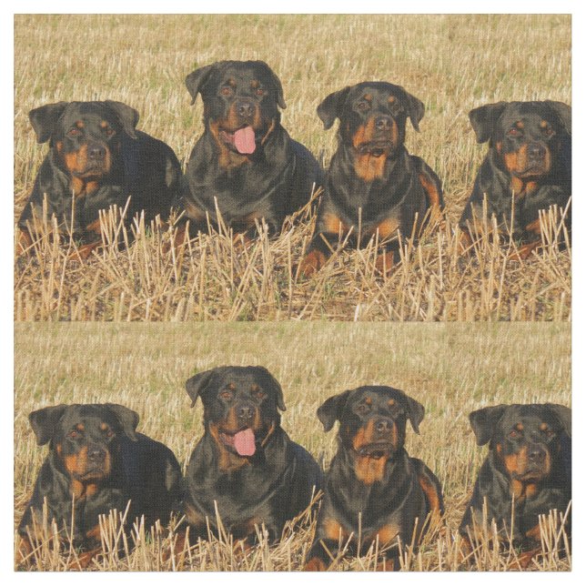 rottweiler-group.png stoff (Nahaufnahme)