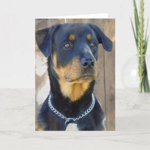 Rottweiler Grußkarte Karte