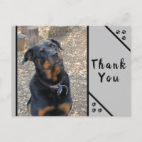 Rottweiler Head Tilt Cuteness Danke Postcard