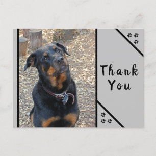 Rottweiler Head Tilt Cuteness Danke Postcard Postkarte