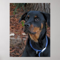 Rottweiler Heidi Poster