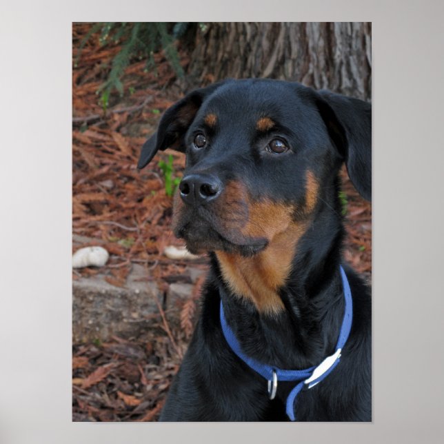 Rottweiler Heidi Poster (Vorne)