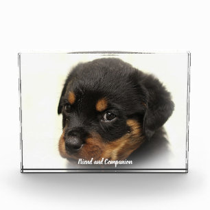 Rottweiler Hund Fotoblock