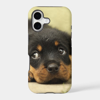 Rottweiler Hündchen neugierig