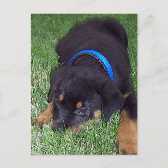 Rottweiler-Jungtier Postkarte (Vorderseite)