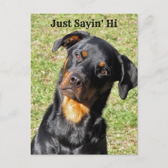 Rottweiler Just Sayin' Hi Postcard Postkarte (Vorderseite)