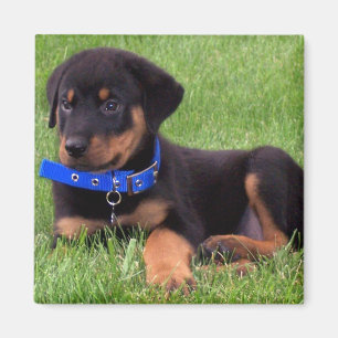Rottweiler Magnet