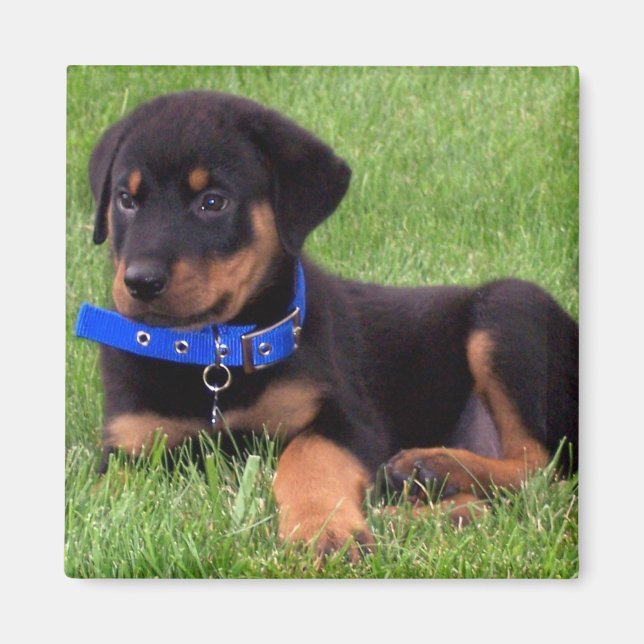 Rottweiler Magnet (Vorne)