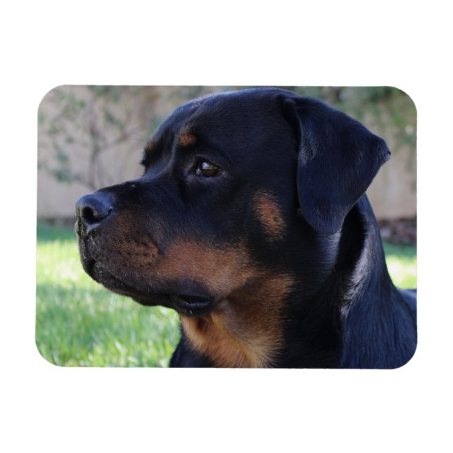 Rottweiler-Magnet Magnet (Horizontal)