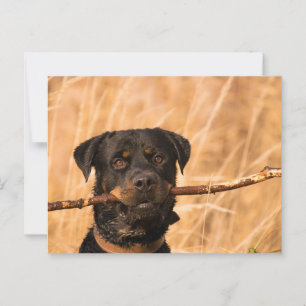 Rottweiler mit Stick Postkarte