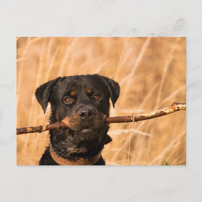 Rottweiler mit Stick Postkarte (Vorderseite)