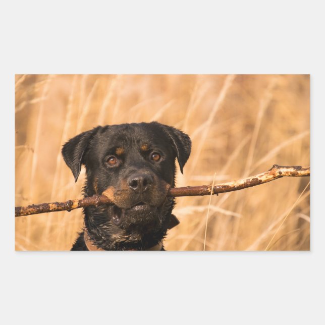 Rottweiler mit Stick Rechteckiger Aufkleber (Vorderseite)