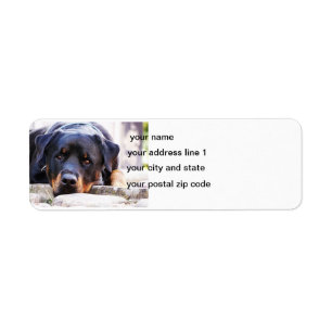 Rottweiler niedlich neu