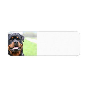 Rottweiler.png