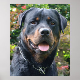 Rottweiler-Portrait Poster