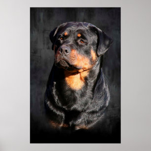 Rottweiler Poster