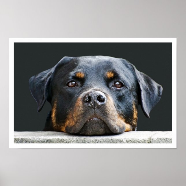 Rottweiler Poster (Vorne)