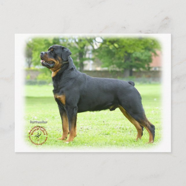 Rottweiler Postkarte (Vorderseite)