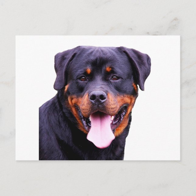 Rottweiler Postkarte (Vorderseite)