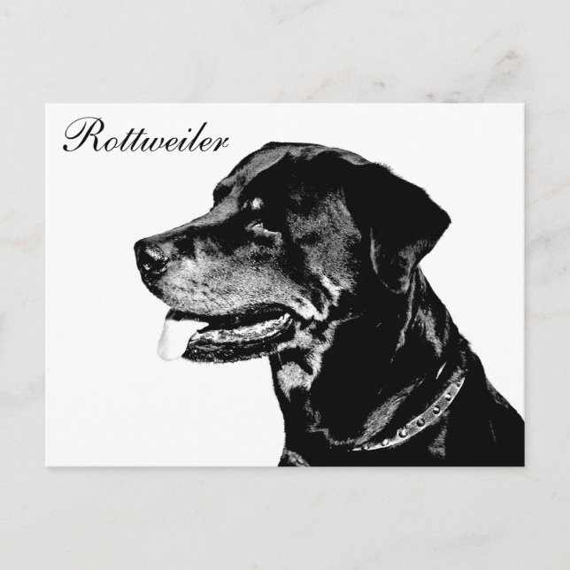 Rottweiler Postkarte (Vorderseite)